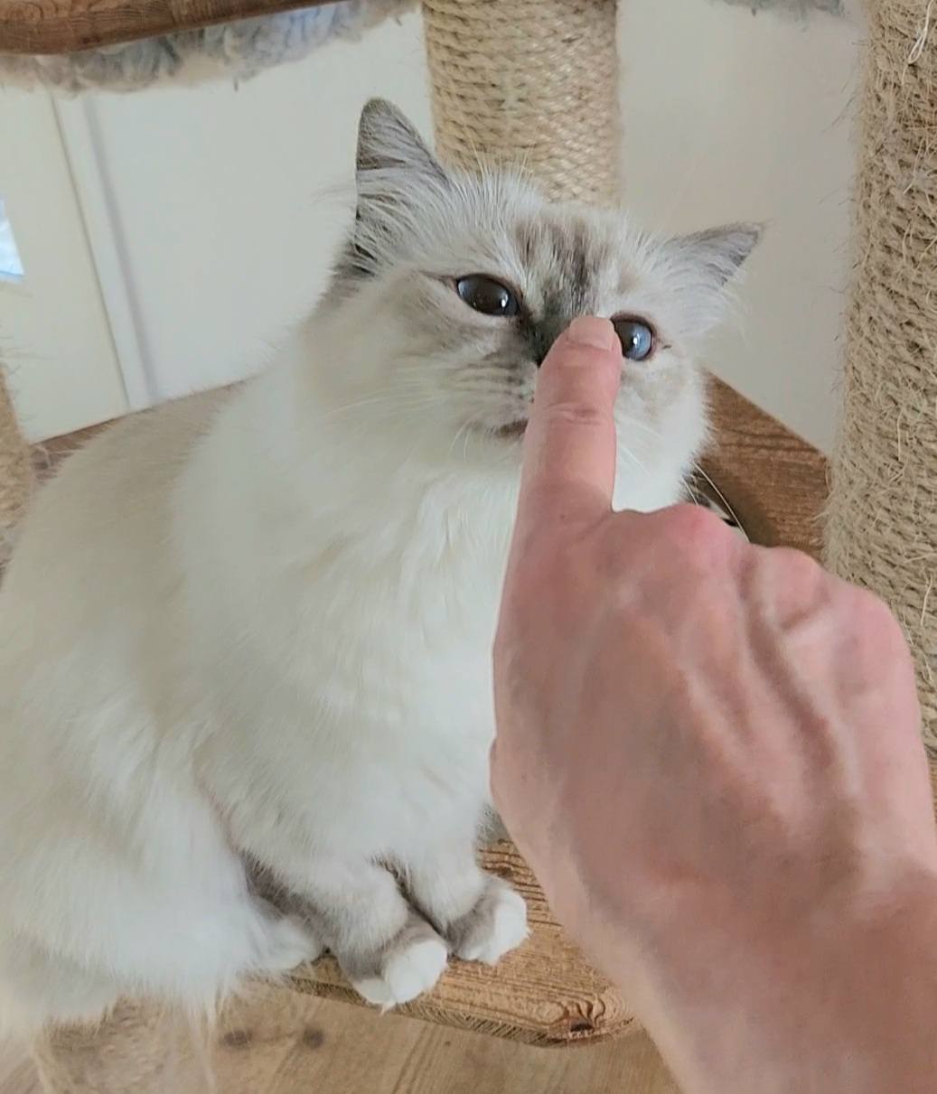Birman Babies